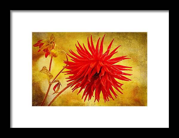 Red Framed Print featuring the photograph Candy Apple by Margaret Hormann Bfa