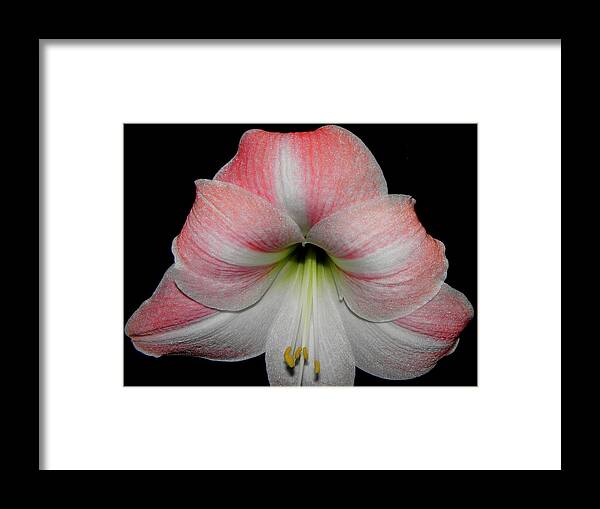 Pink Framed Print featuring the photograph Candy Cane Striped by Kim Galluzzo Wozniak