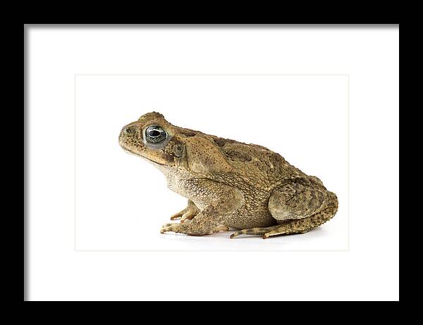 00478907 Framed Print featuring the photograph Cane Toad La Selva Costa Rica by Piotr Naskrecki