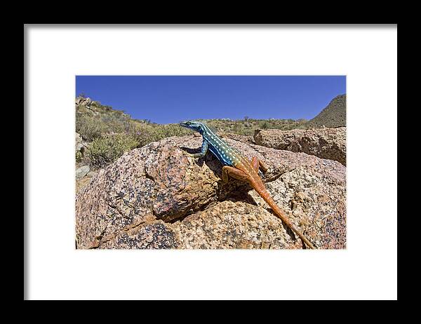 00427169 Framed Print featuring the photograph Cape Flat Lizard South Africa by Piotr Naskrecki