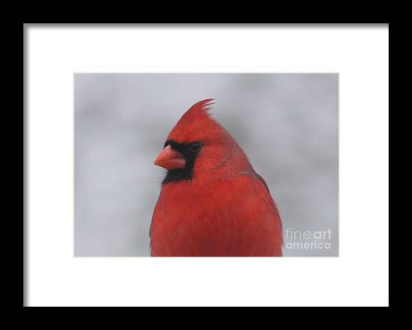 Cardinal Framed Print featuring the photograph Cardinal by Robert E Alter Reflections of Infinity LLC