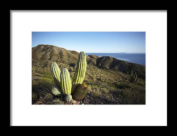Mp Framed Print featuring the photograph Cardon Pachycereus Pringlei Cactus by Tui De Roy