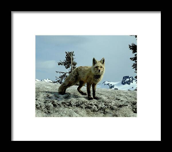 Cascade Red Fox Framed Print featuring the photograph Cascade Red Fox 2 by Peter Mooyman