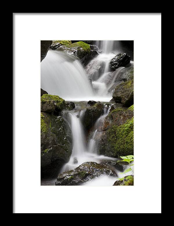 Mp Framed Print featuring the photograph Cascading Creek In Temperate Rainforest by Matthias Breiter