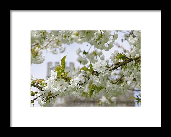Castle Framed Print featuring the photograph Castle Blossoms by Marilyn Wilson