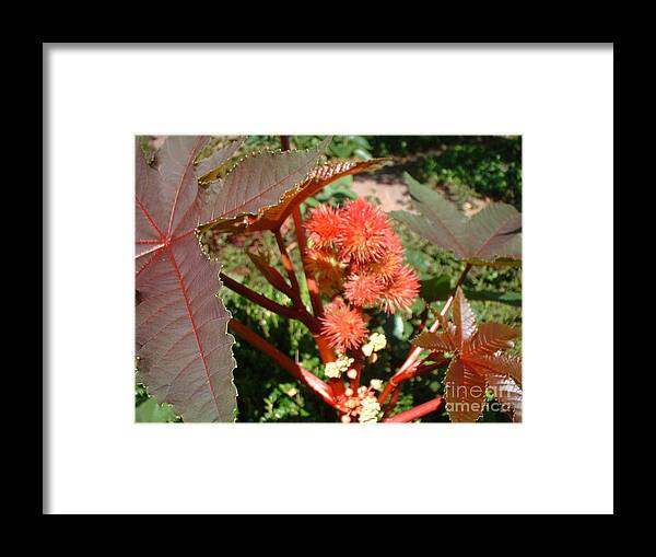 Castor Framed Print featuring the photograph Castor by Mark Robbins