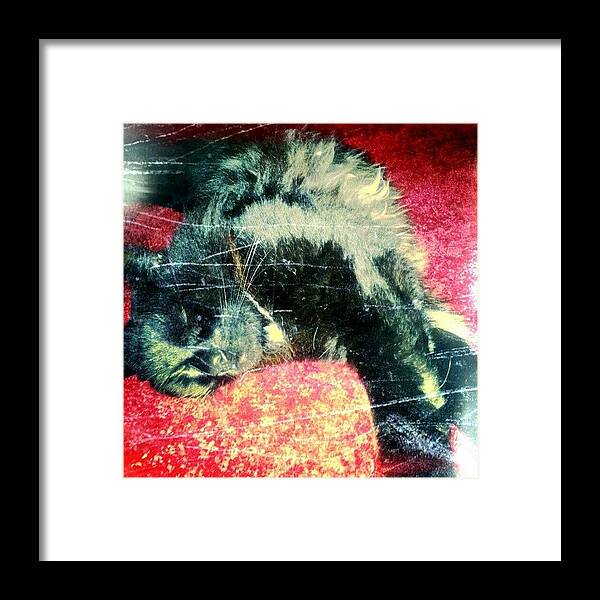 Petstagram Framed Print featuring the photograph #cat #cats #tagsforlikes. Com by Line Jensen