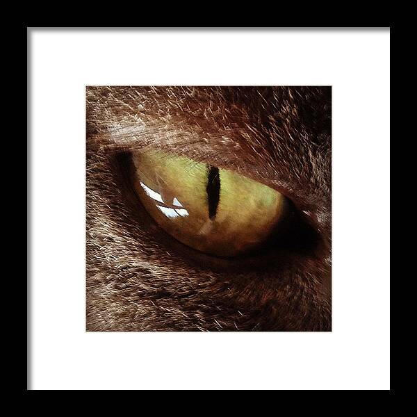 Ig Framed Print featuring the photograph Cat Eye by Cameron Bentley
