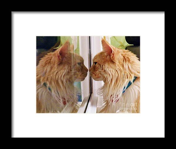 Kiss Framed Print featuring the photograph Cat Kiss Symmetry by Judy Via-Wolff