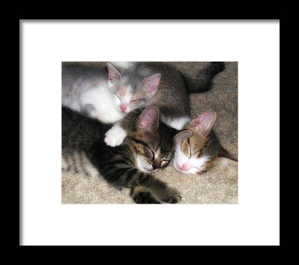 Cat Framed Print featuring the photograph Cat Nap by Joe Myeress