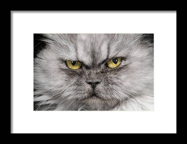 Horizontal Framed Print featuring the photograph Cat Portrait by Nisian Hughes