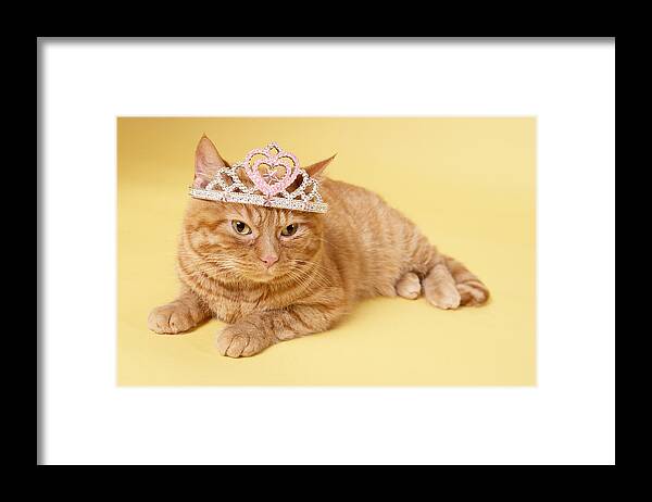 Horizontal Framed Print featuring the photograph Cat Wearing Tiara by BananaStock