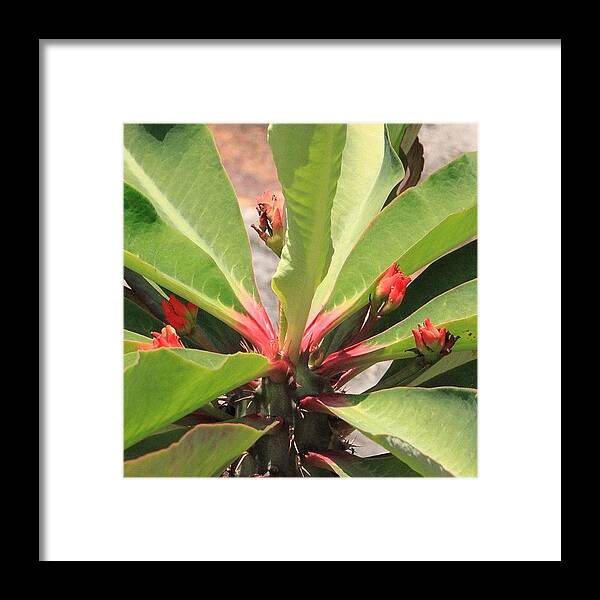 Bahrani Framed Print featuring the photograph Catch Of The Day, One More Tropical by Ahmed Oujan