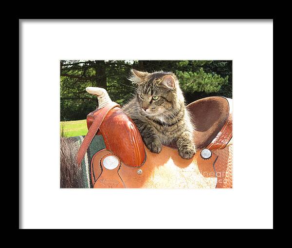 Cat Framed Print featuring the photograph Cats Ride Free by Jeffrey Koss