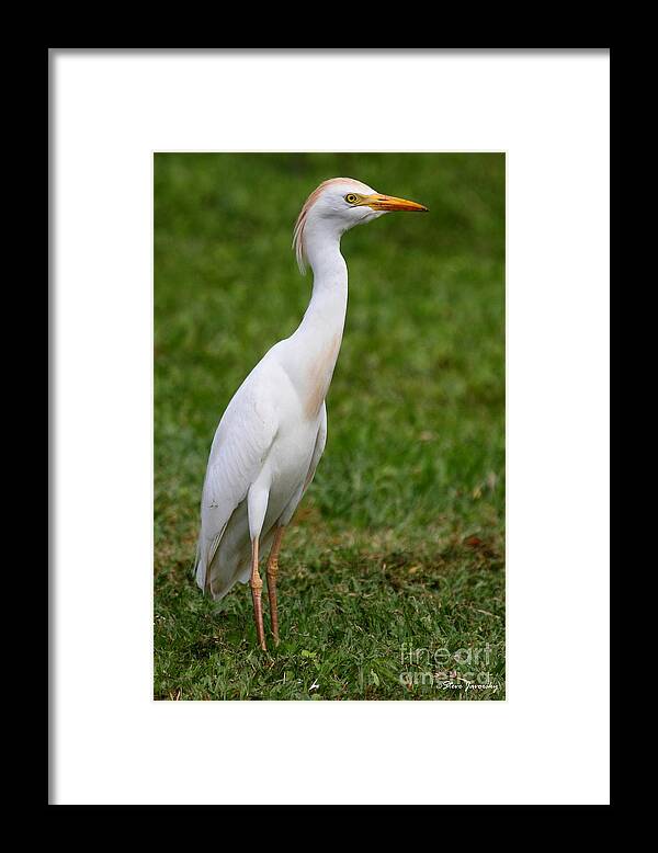 Cattle Egret Framed Print featuring the photograph Cattle Egret by Steve Javorsky