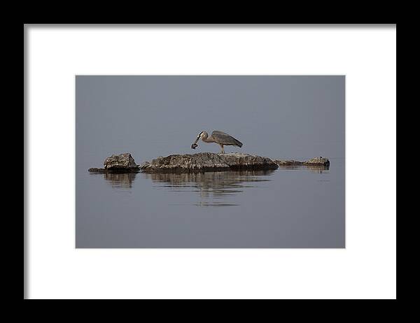 Bird Framed Print featuring the photograph Caught One by Eunice Gibb