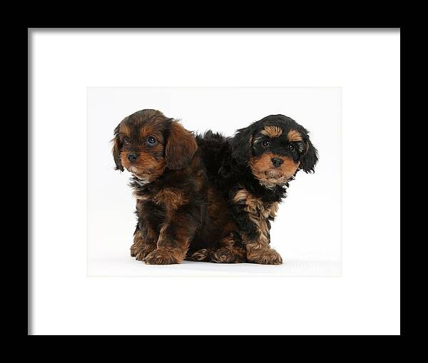 Dog Framed Print featuring the photograph Cavapoo Pups by Mark Taylor