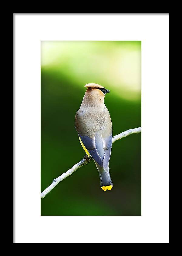 Natures Framed Print featuring the photograph Cedar Wax Wing by Edward Kovalsky
