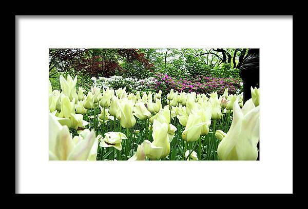 Central Park Framed Print featuring the photograph Central Park Tulips by Lorraine Devon Wilke