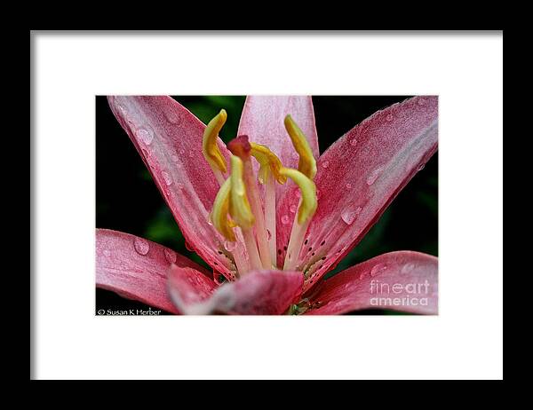 Floral Framed Print featuring the photograph Ceres by Susan Herber