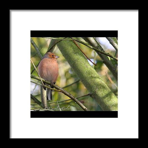 Icatch Framed Print featuring the photograph Chaffinch From My Kitchen Window by Caroline Coles