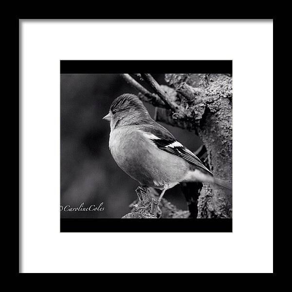 Gardenbirds Framed Print featuring the photograph Chaffinch Study #chaffinch #garden by Caroline Coles