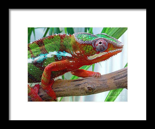 Chameleon Framed Print featuring the photograph Chameleon Close Up by Nancy Mueller