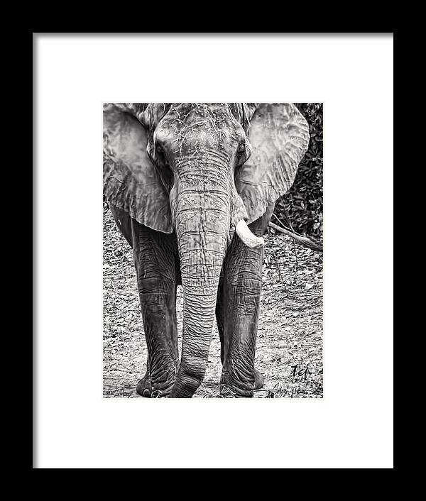 Elephant Framed Print featuring the photograph Charge by Traci Cottingham