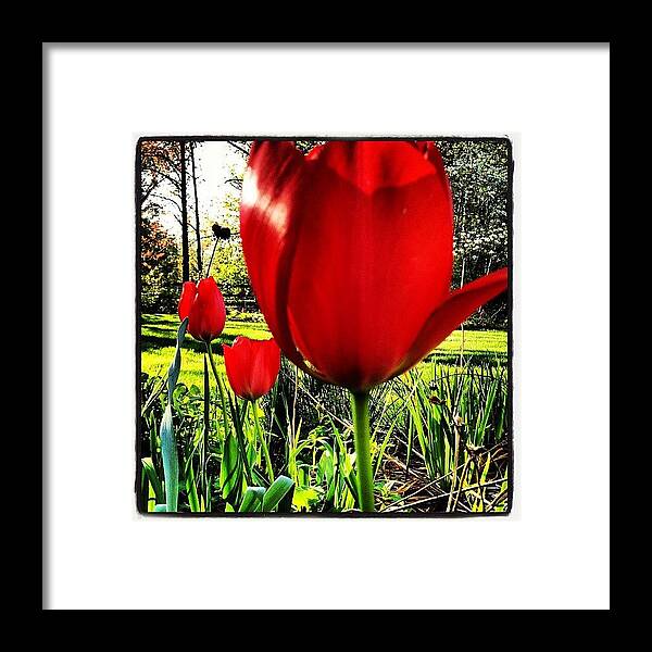 Garden Framed Print featuring the photograph Charlotte's Tulips by Rex Pennington
