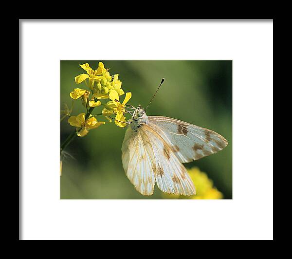 Wildflowers Framed Print featuring the photograph Checkered White Butterfly on a Yellow Wildflower by Sarah Broadmeadow-Thomas