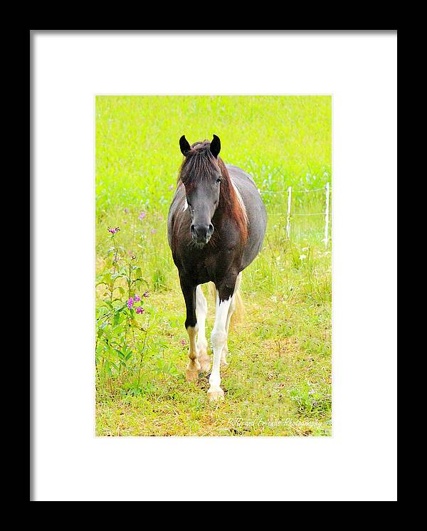  Framed Print featuring the photograph 'Cheers to Shiraz' by PJQandFriends Photography