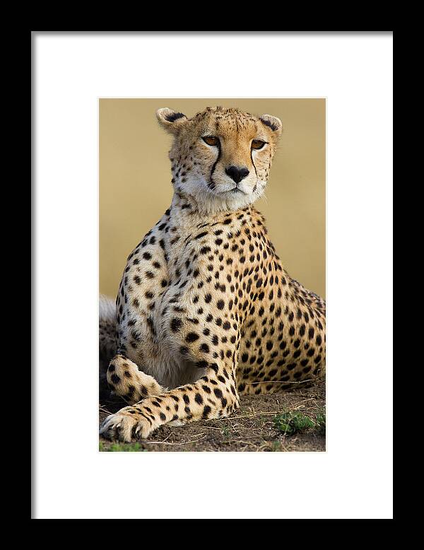 Mp Framed Print featuring the photograph Cheetah Acinonyx Jubatus Adult Female by Suzi Eszterhas