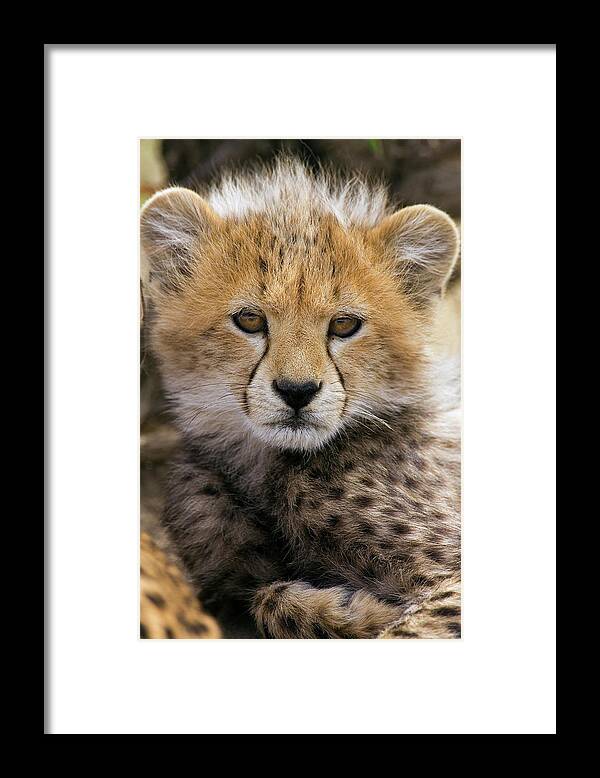 Mp Framed Print featuring the photograph Cheetah Acinonyx Jubatus Ten To Twelve by Suzi Eszterhas