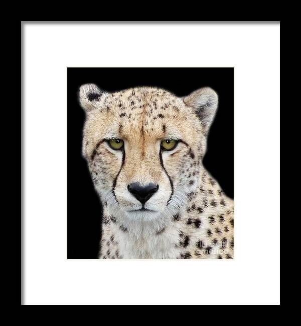 Cheetah Framed Print featuring the photograph Cheetah by Lynn Bolt