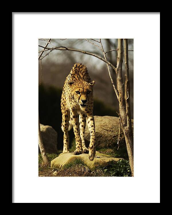 Cheetah Framed Print featuring the photograph Cheetah by Wade Aiken