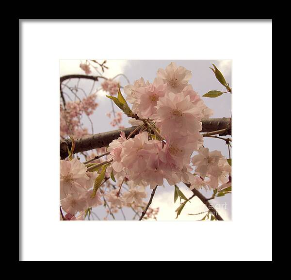 Cheery Framed Print featuring the photograph Cherry Blossom 2 by Andrea Anderegg