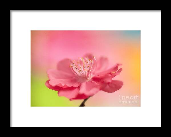 Blossom Framed Print featuring the photograph Cherry Blossom Macro by Susan Gary