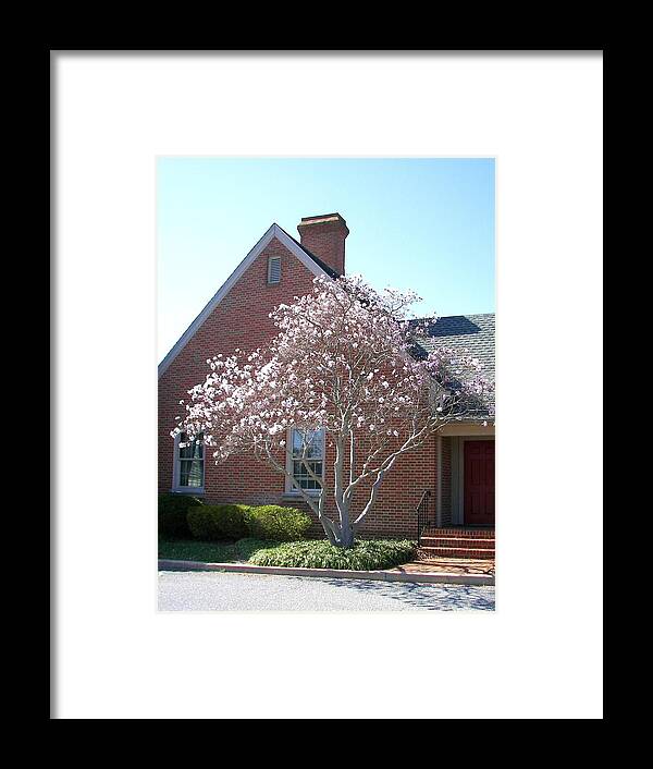 Nature Framed Print featuring the photograph Cherry Blossom by Pamela Hyde Wilson