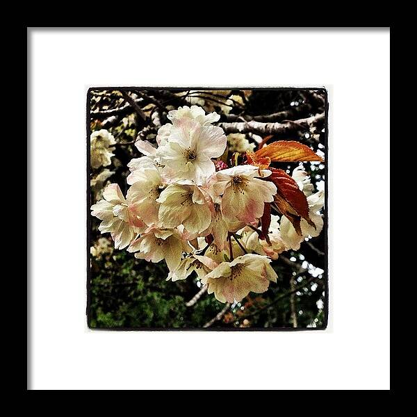 Flower Framed Print featuring the photograph #cherry #blossom #tree #flowers #flower by Miss Wilkinson