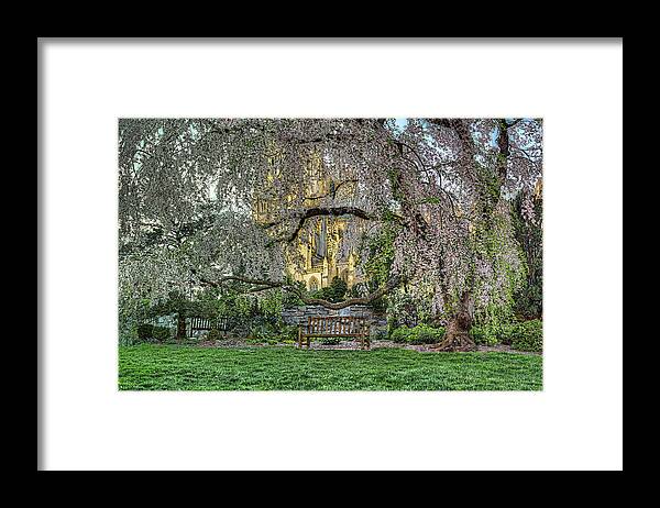 Metro Framed Print featuring the photograph Cherry Blossoms at the Washington National Cathedral by Metro DC Photography