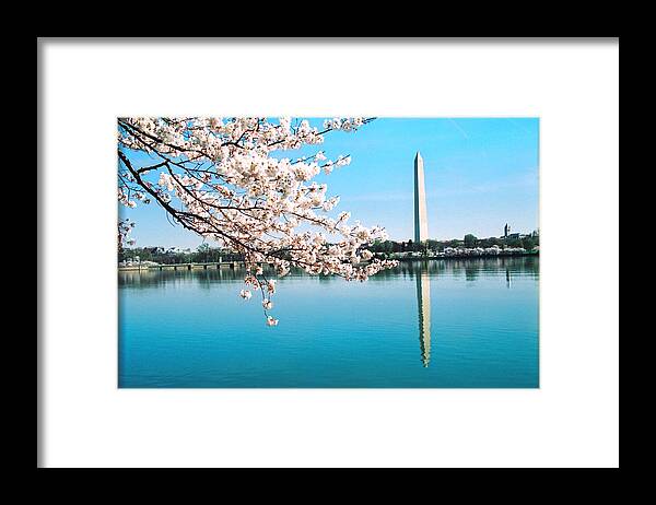 Washington Framed Print featuring the photograph Cherry blossoms by Claude Taylor