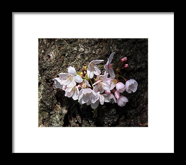 Washington D.c. Framed Print featuring the photograph Cherry Blossoms on the Tree's Trunk DS015 by Gerry Gantt