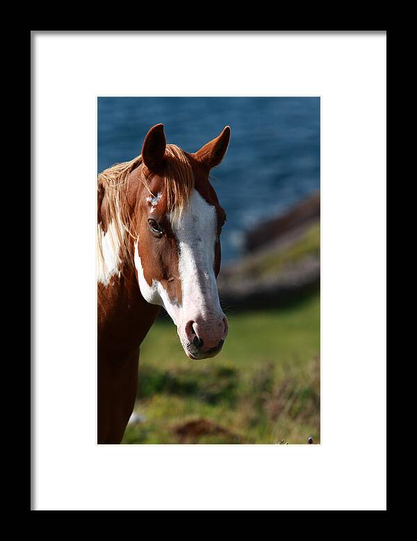 Horse Framed Print featuring the photograph Chestnut Mare by Aidan Moran