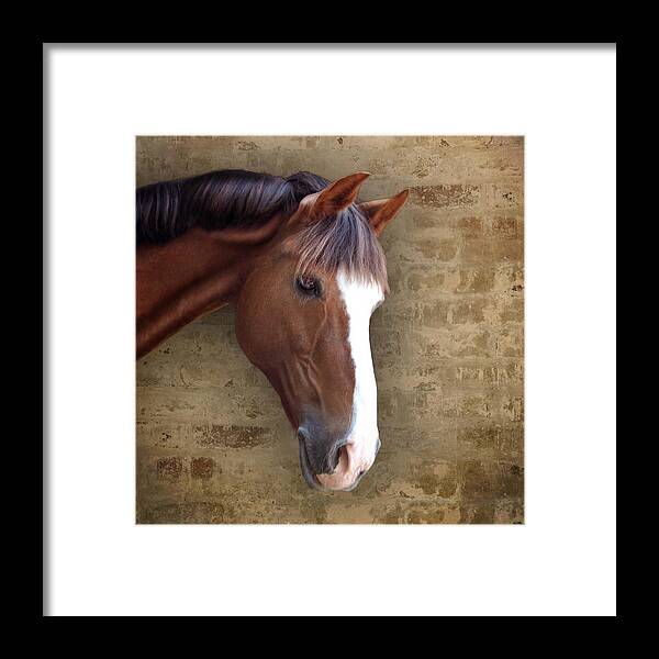 Chestnut Framed Print featuring the photograph Chestnut Pony Portrait by Ethiriel Photography