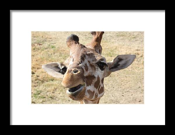 Giraffe Framed Print featuring the photograph Chewing my treat by Kim Galluzzo Wozniak