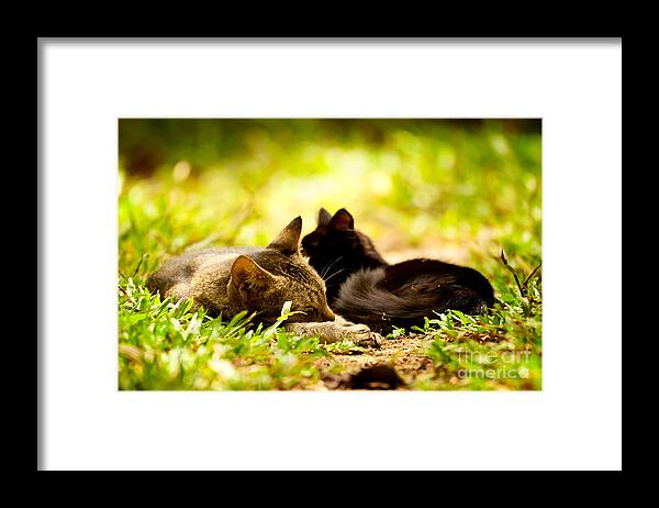 Cat Framed Print featuring the photograph Child and Mother by Venura Herath