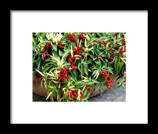 Chili Peppers Framed Print featuring the photograph Chili Today by Robert D McBain