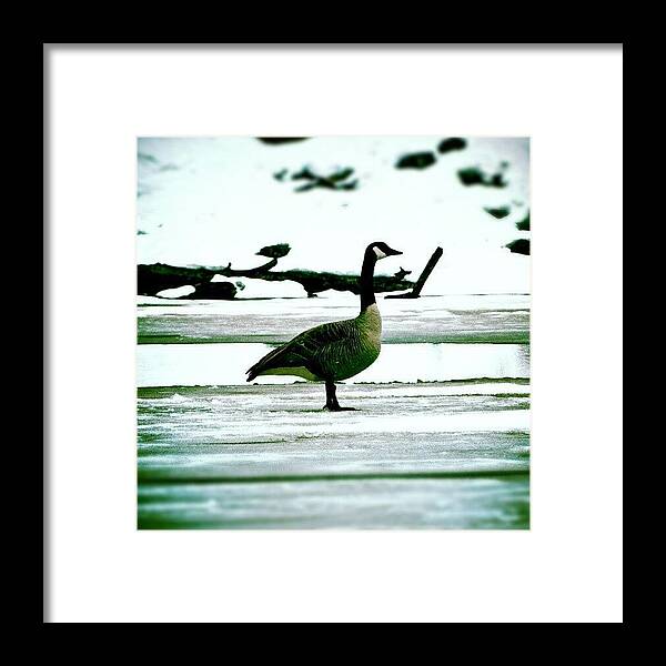 Duck Framed Print featuring the photograph Chillin by Kev Thibault