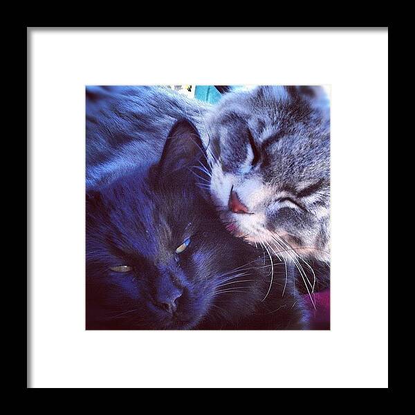 Catsofinstagram Framed Print featuring the photograph China Cool & Man Eater by Emma Holton