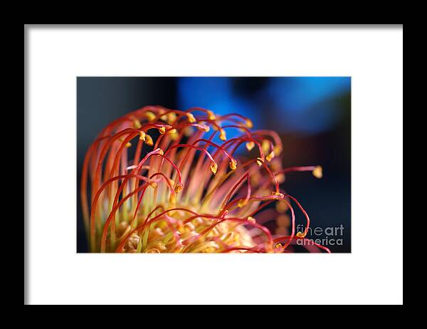 Chinese Flower Framed Print featuring the photograph Chinese Flower 1 by Micah May
